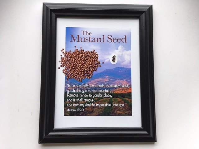 Mustard Seeds from the Holy Land Framed